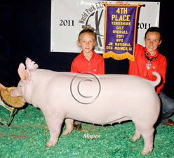 York Gilts